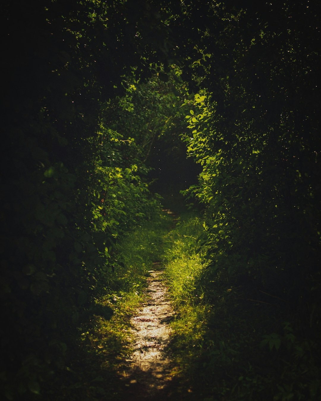 a path in the middle of a forest at night a path in the middle of a forest at night