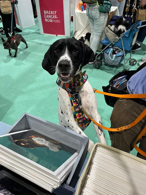 photographs of dogs at a dog show