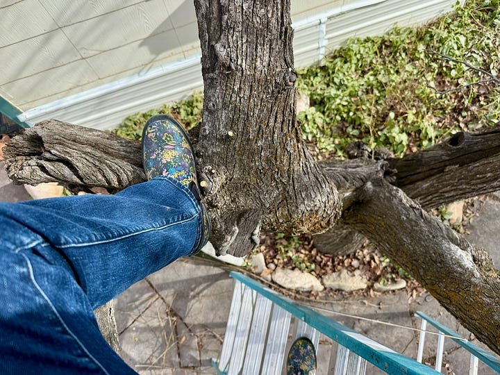 One photo shows a person's leg and foot balanced in the crotch of an old pear tree; the other shows a pile of branches on the ground from the pruning, a tree truck coming out of a flagstone patio, and a pruning saw, loppers and pruning shears in the background.