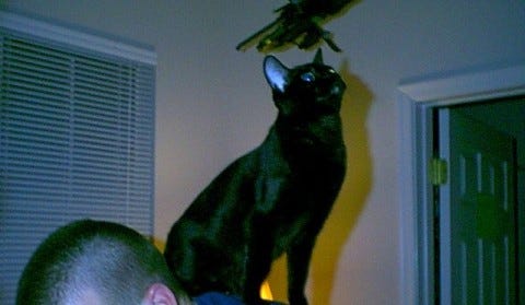 Gizmo_on_Rick's_Back Gizmo_on_Rick's_Back