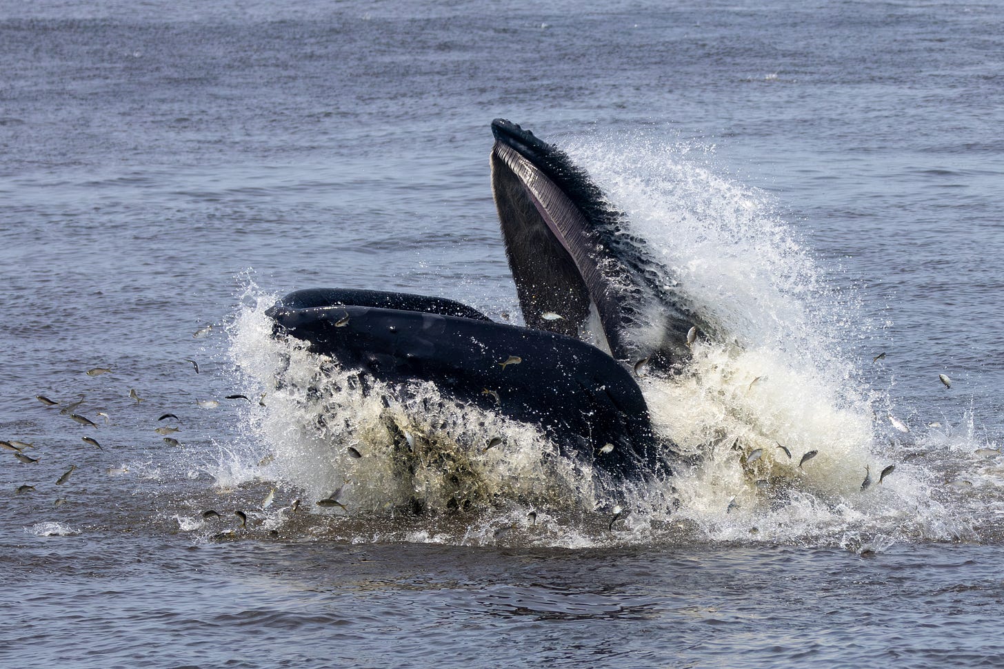 a black whale splashing out of the water with its mouth wide open, its lower jaw much larger than its upper, baleen visible on its upper jaw. fish are spread in the air surrounding the whale.