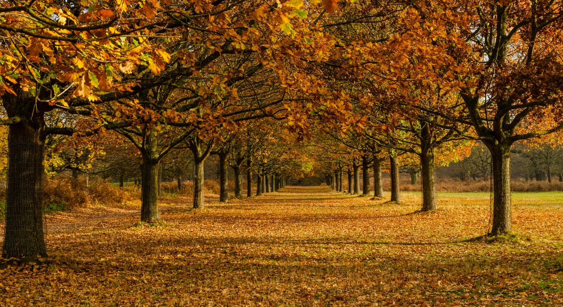 A row of trees with brown and orange leaves A row of trees with brown and orange leaves