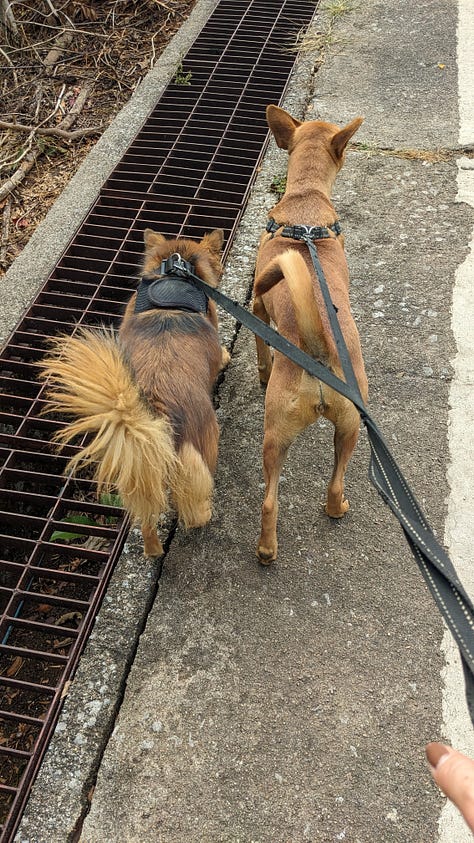 scenes of morning dog walks