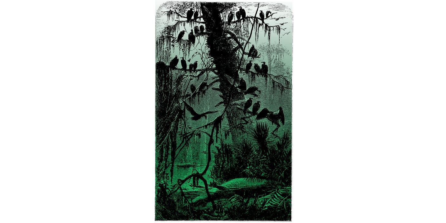 Hundreds of vultures perched in the branches of a tree, in silhouette. Modified vintage public domain illustration. Black and white with one element highlighted green.