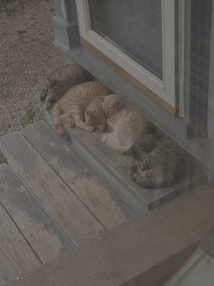 Pictures of cats