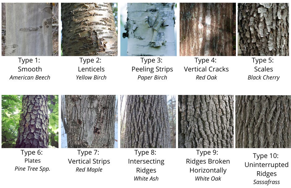 https://chikamingopenlands.org/images/content/2366/Type-1_-Smooth-American-Beech.png