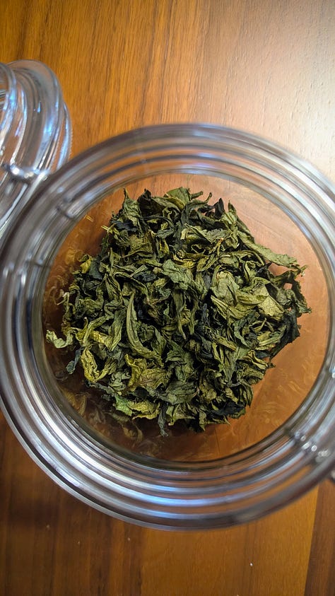 Step by step visuals of green tea leaves from freshly picked to steamed to dried to a pot of tea.