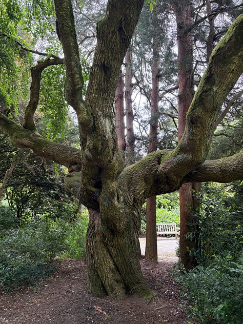 Old Growth Forest Trees