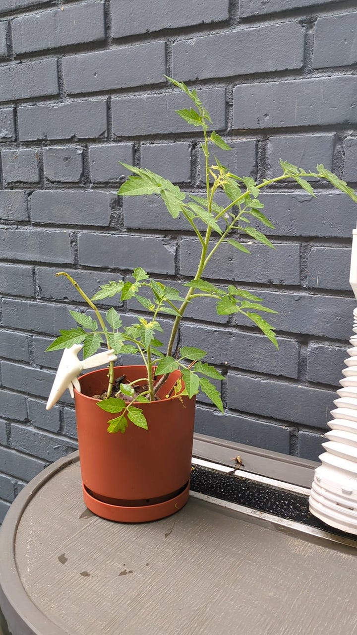 My biggest tomato plant so far, basil is that sad, leafless stem on the left.