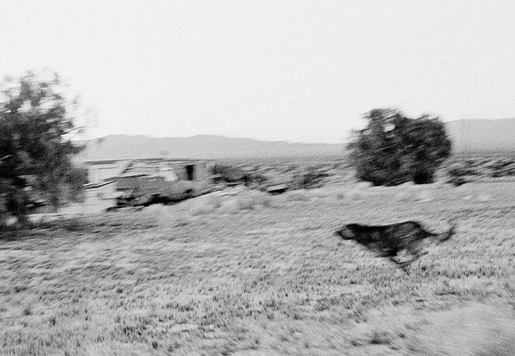 John Divola, D25F12 from the series Dogs Chasing My Car in the Desert, 1996-1998.