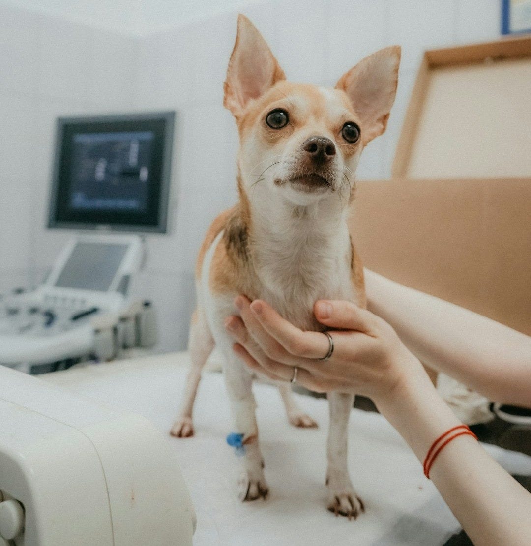 a person holding a dog