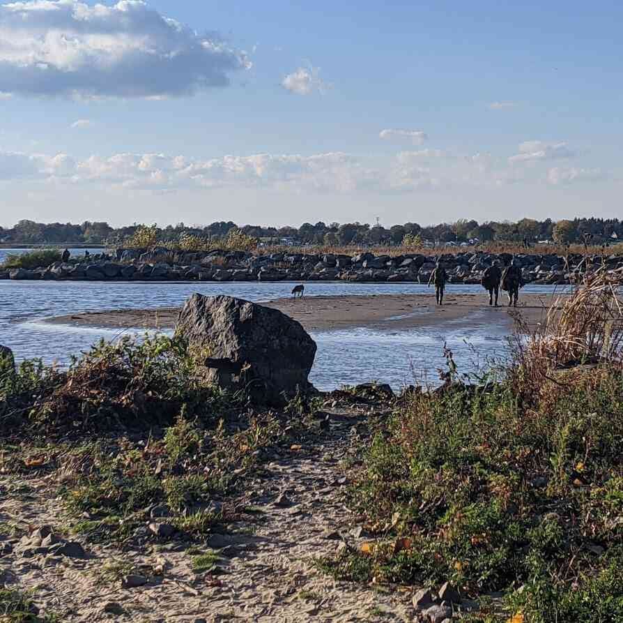 Braddock Bay Marina Trail duck hunting Braddock Bay Marina Trail duck hunting