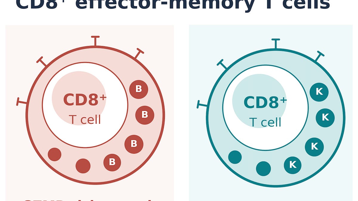 Maxim Artyomov study examines T cells and immune aging