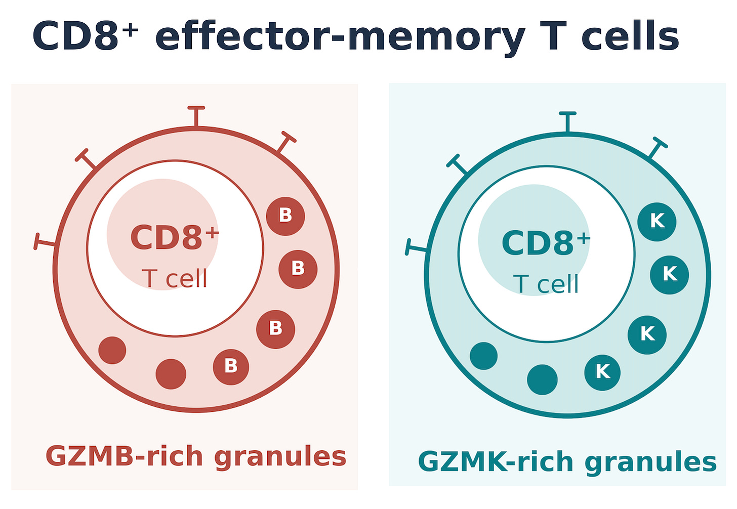 A tale of two T cells - by Eric Topol