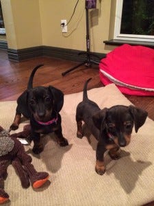 The new puppies, in early 2014 The new puppies, in early 2014