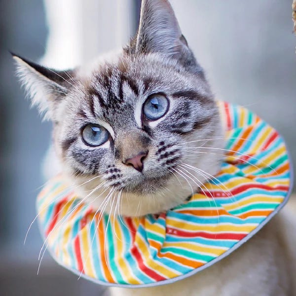 Cat wearing a colorful cotton collar, like a clown
