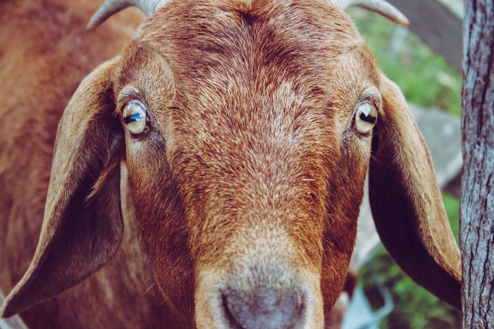 shallow focus photo of brown goat shallow focus photo of brown goat