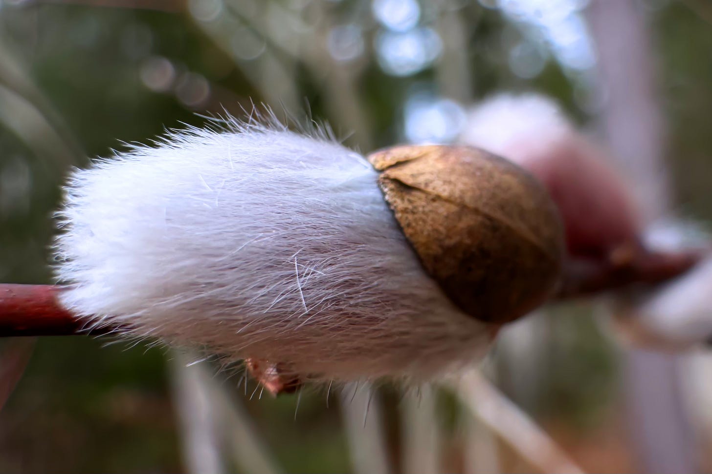 A close-up of an emerging Pussy Willow blossom showcases the silky white fibers that fade to pink at the base.