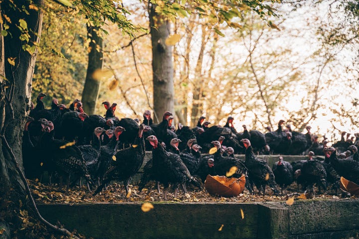 Four images of KellyBronze turkeys in woodland, including one with farmer Paul Kelly