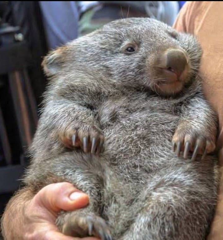 Wombat Stack Wombat Wednesday! No Words, Just Wombats!