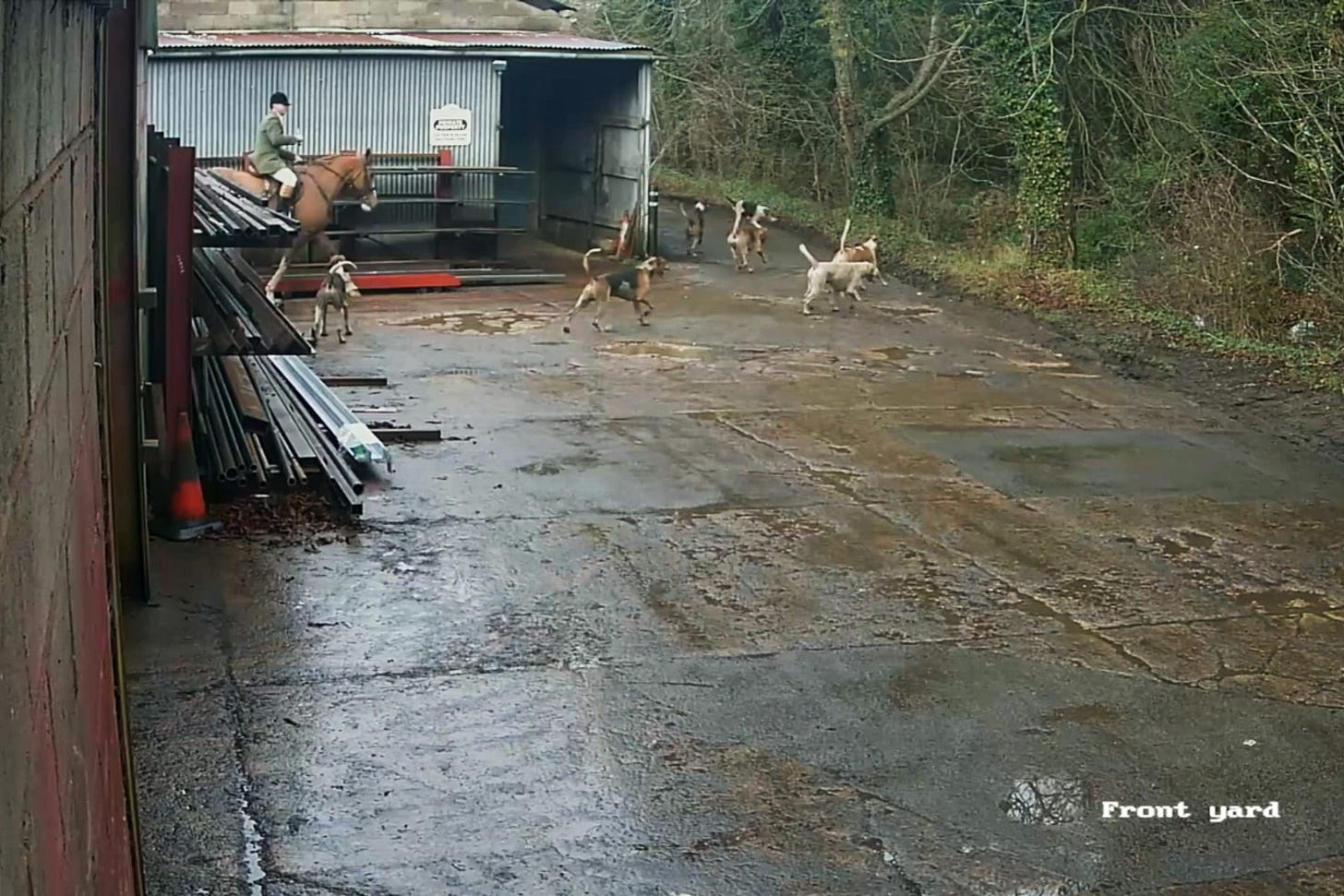 Seven foxhounds and one huntsman passing by a metal barn on an industrial estate.