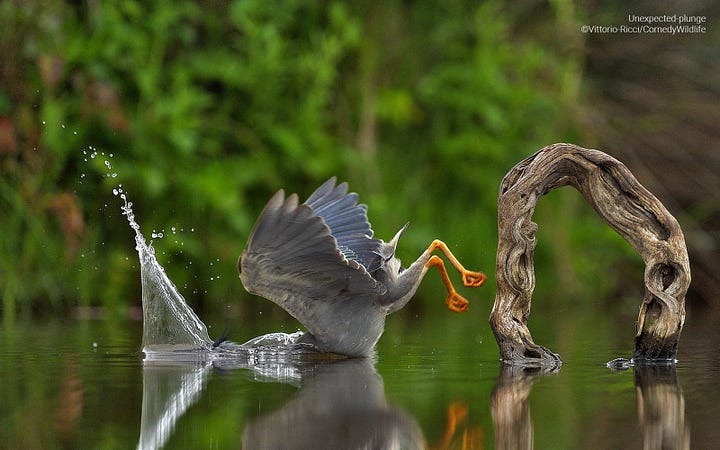 Comedy Wildlife Photography Awards 2023