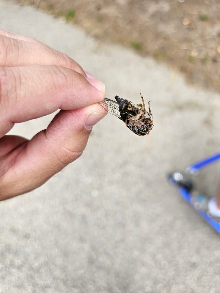 Cicadas Missing Heads and Abdomens