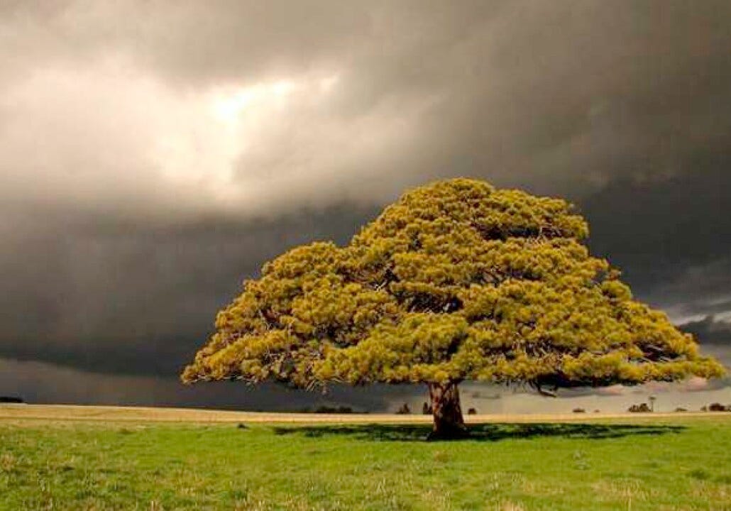 7 Steps to Innovative Growth: A Mustard Seed to a Mighty Tree 7 Steps to Innovative Growth: A Mustard Seed to a Mighty Tree