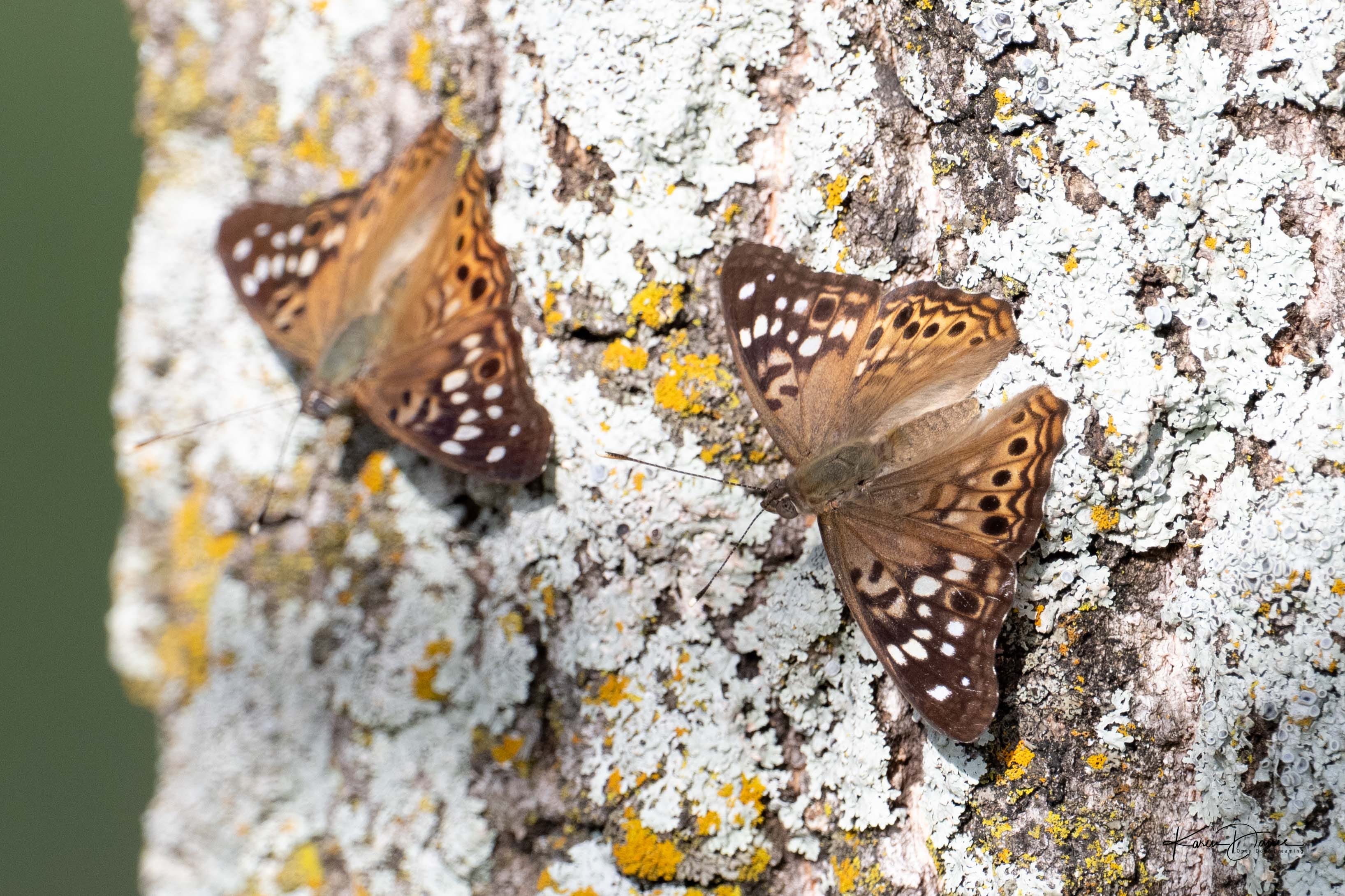 Butterfly Dance - by Karen Davis - Life in the Real World