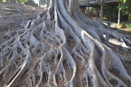 tree.jpg