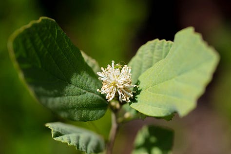 Three photos of a plant with short, bottlebrush-shaped white inflorescences, held by wide, wavy edged leaves