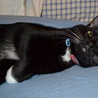 Contrarian Pet of the Week