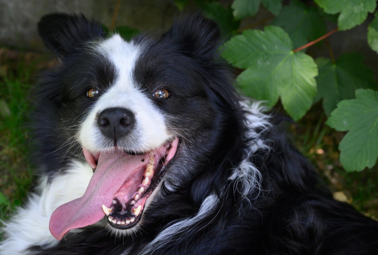 Bark along if you know what happiness is to you. Bark along if you know what happiness is to you.