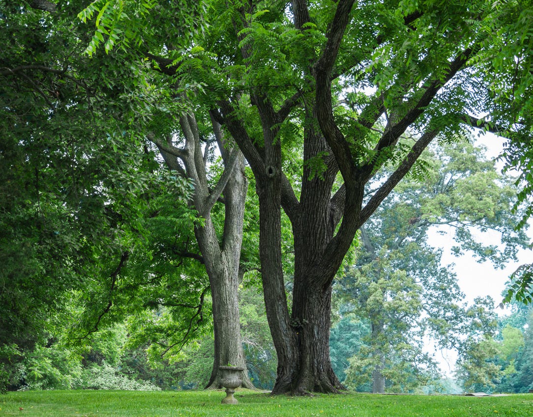 Two old trees with many long branches.
