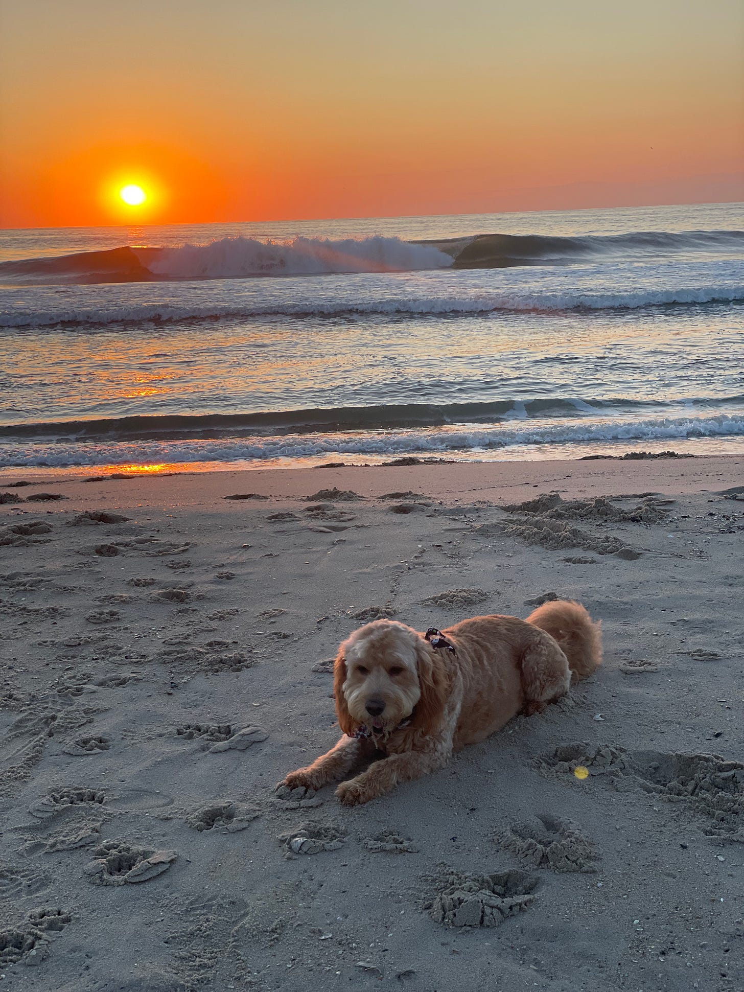 dog lying on sand at sunrise