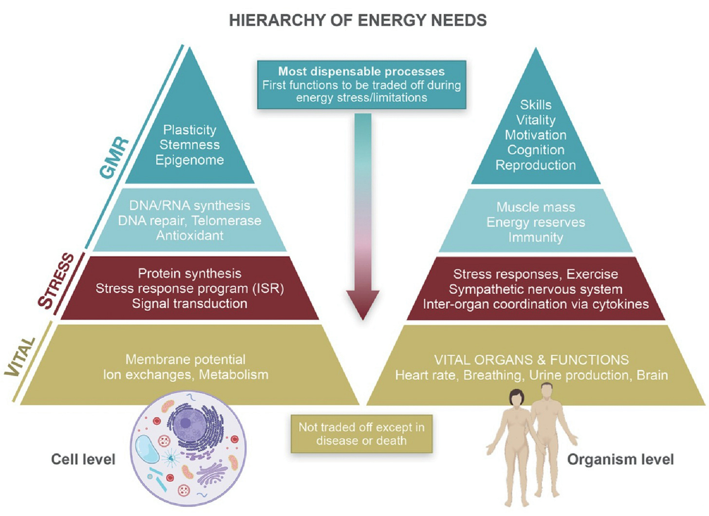 Figure depicting our hierarchy of energy needs at the cellular and organismal levels, with vital processes at the bottom of the pyramid, followed by stress response processes, and growth, maintenance, and repair at the top. Figure depicting our hierarchy of energy needs at the cellular and organismal levels, with vital processes at the bottom of the pyramid, followed by stress response processes, and growth, maintenance, and repair at the top.