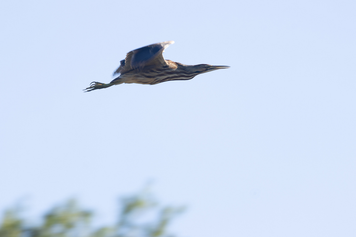 a thick brown heron with darker brown stripes against its pale belly, flying to the right with legs and neck outstretched against a pale blue sky a thick brown heron with darker brown stripes against its pale belly, flying to the right with legs and neck outstretched against a pale blue sky