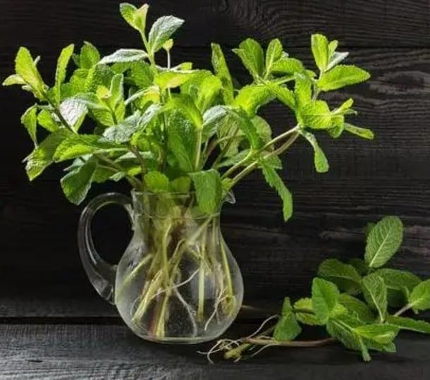 Mint in a pitcher Mint in a pitcher