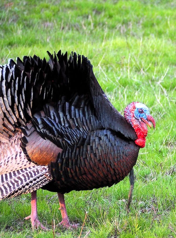 Tom Turkeys performing mating behavior