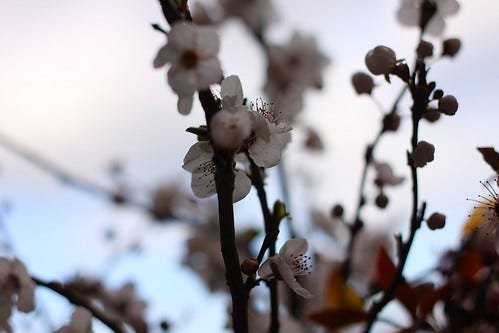Blossom Blossom