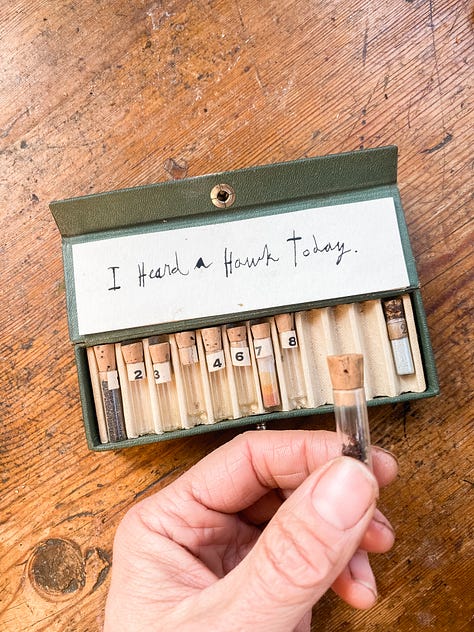 Documenting Pandemic Outdoor Adventures in Tiny Watch Vials filled with minerals and bugs