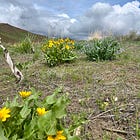 Kissing the Earth: Finding Ground in a Disconnected World