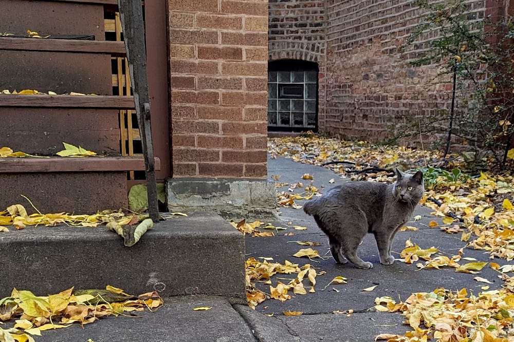 A dark gray cat with a missing tail stands next to a wooden stoop surrounded by yellow leaves A dark gray cat with a missing tail stands next to a wooden stoop surrounded by yellow leaves