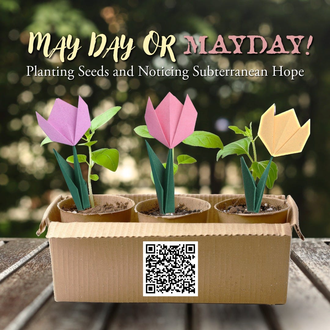 paper tulips in seed cups in a cardboard box with a scan code and the caption May Day or MAYDAY! Planting seeds and noticing subterranean hope