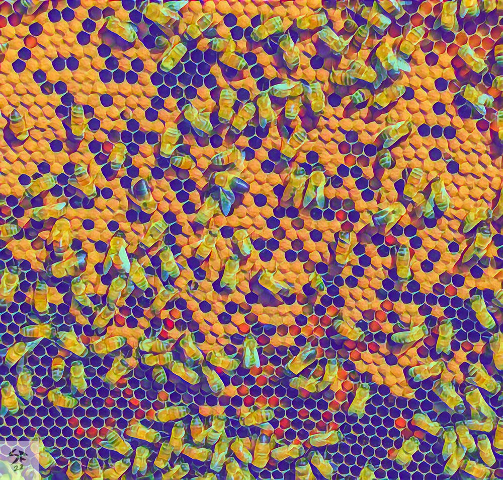 Honeycomb with bees