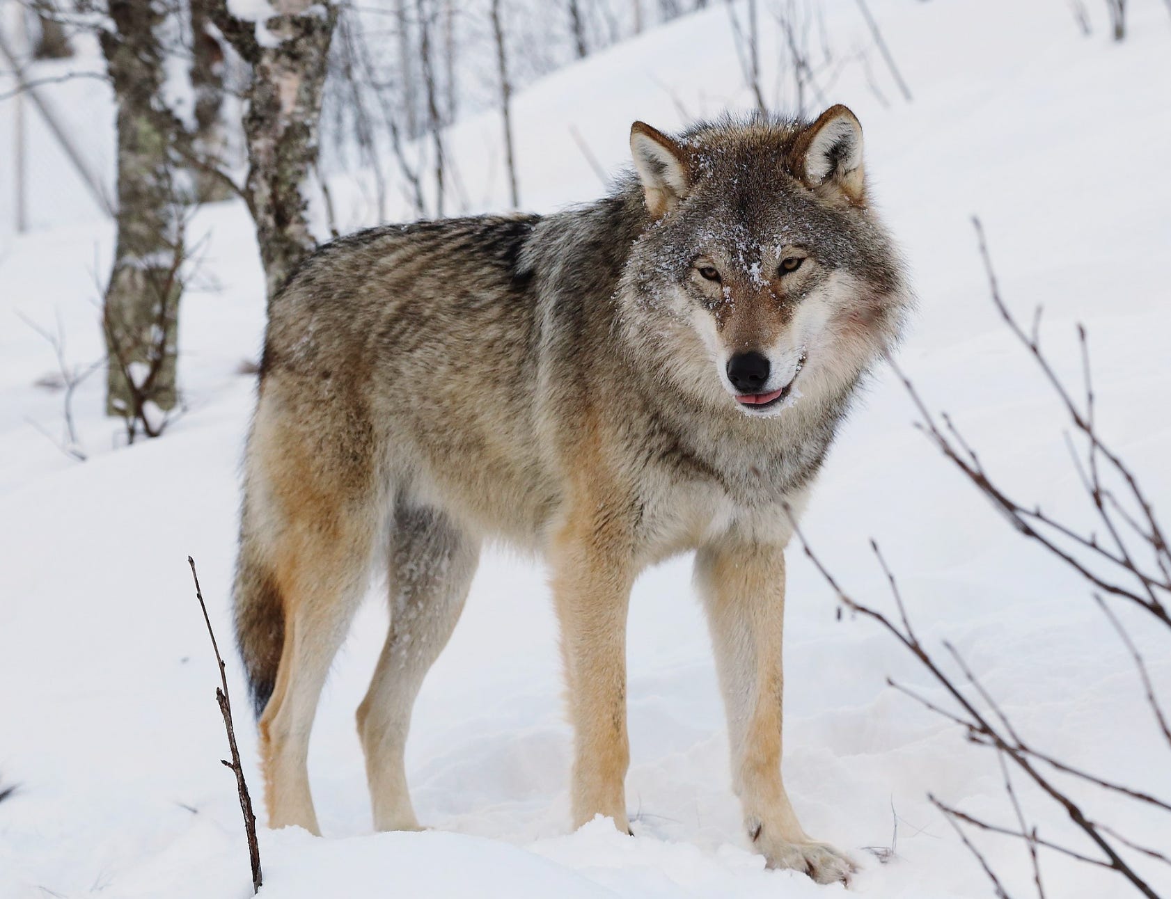 Dire wolves remain very extinct - by Adam Rutherford
