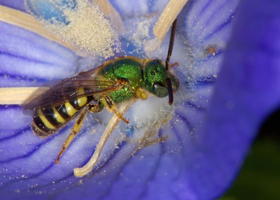 Image of metallic green sweat bee on purple flower. Image of metallic green sweat bee on purple flower.