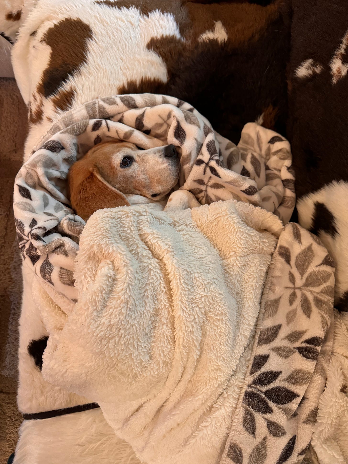 A beagle snuggled in a gray-and-white blanket while sitting on a couch. Her expression is smugly content.