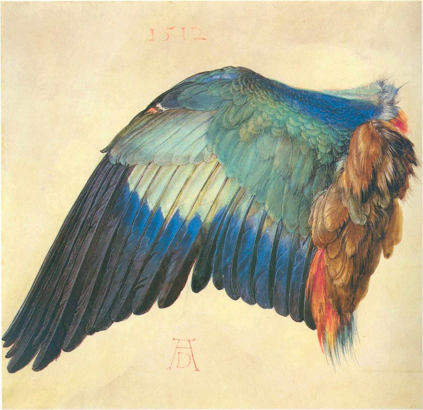 Albrecht Dürer's Wing of a European Roller, a single wing painted in watercolour and gouache on vellum, about 1500