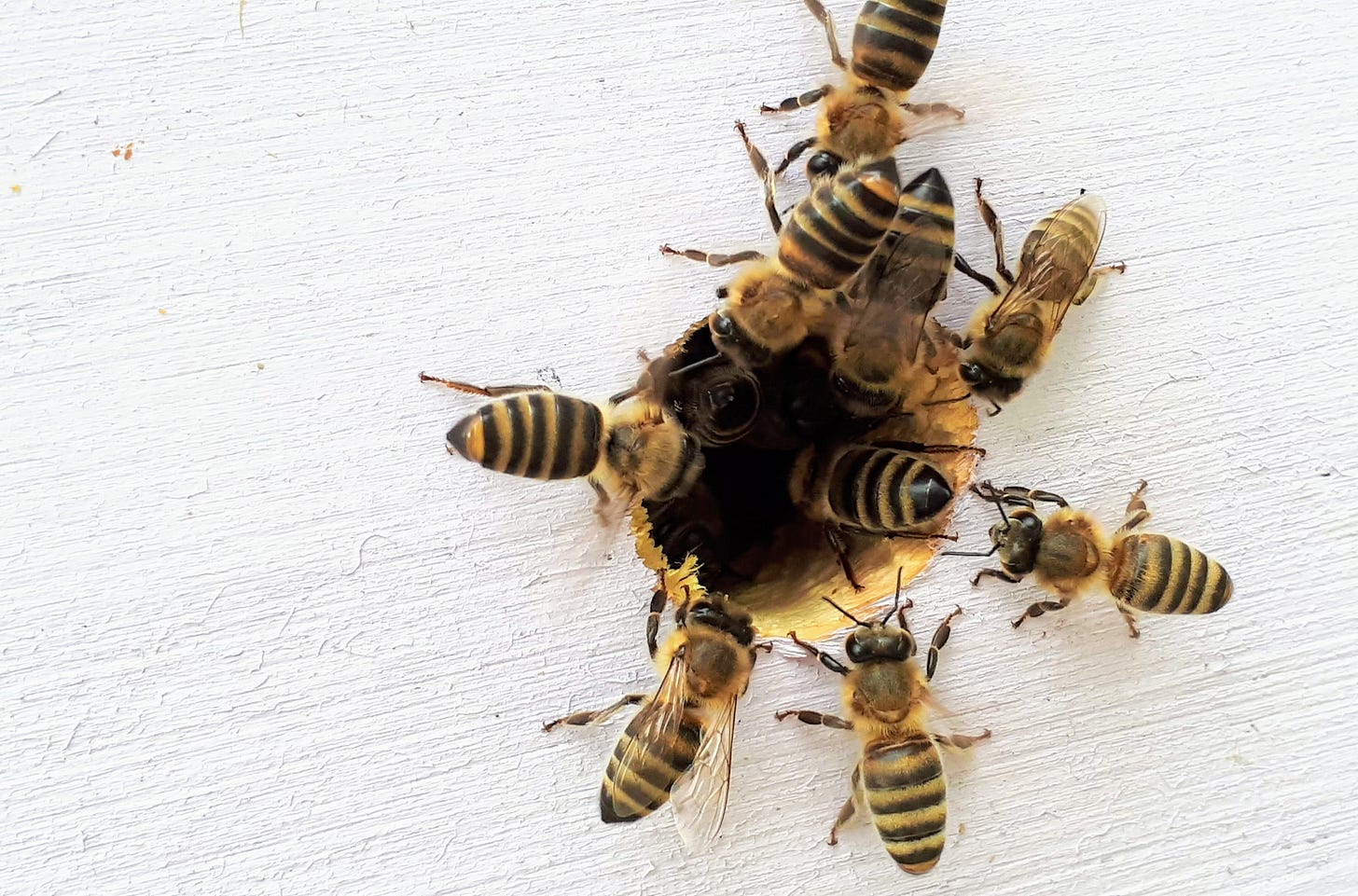 Closeup of several bees climbing into a small hole in a whitewashed piece of wood. Closeup of several bees climbing into a small hole in a whitewashed piece of wood.